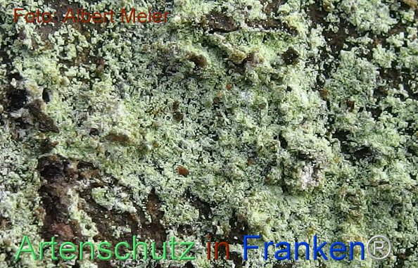 Copyright AiF - Albert Meier Bild zum Eintrag (81124-160)