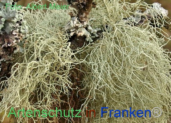 Copyright AiF - Albert Meier Bild zum Eintrag (81128-160)