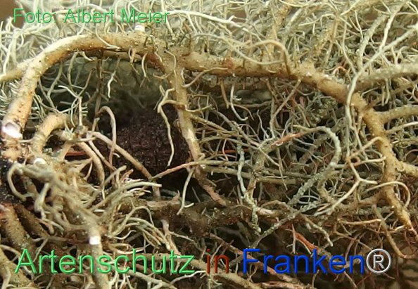Copyright AiF - Albert Meier Bild zum Eintrag (81133-160)