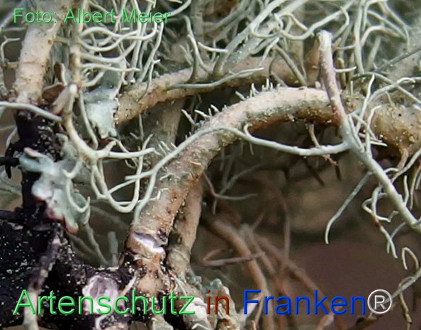 Copyright AiF - Albert Meier Bild zum Eintrag (81134-160)