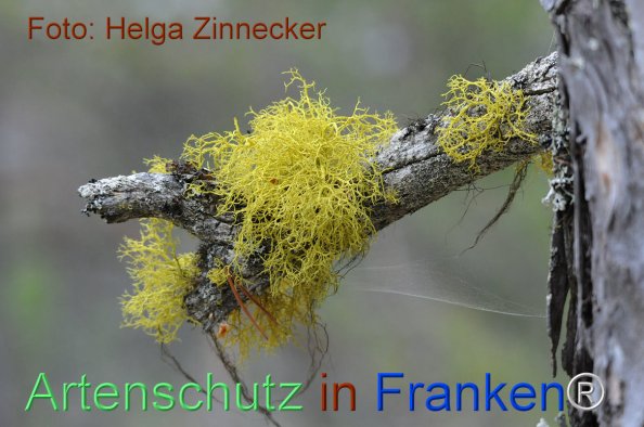 Bild zum Eintrag (81138-160)