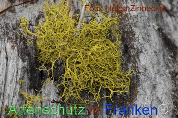 Copyright AiF - Helga Zinnecker Bild zum Eintrag (81143-160)