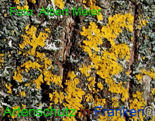Copyright AiF - Albert Meier Bild zum Eintrag (81241-160)