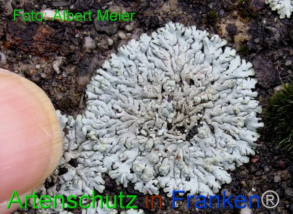 Copyright AiF - Albert Meier Bild zum Eintrag (81245-160)