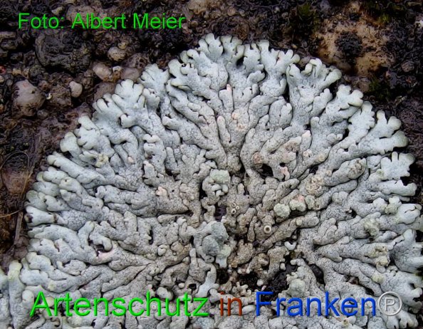 Copyright AiF - Albert Meier Bild zum Eintrag (81247-160)