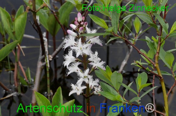 Copyright AiF - Helga Zinnecker Bild zum Eintrag (81414-160)