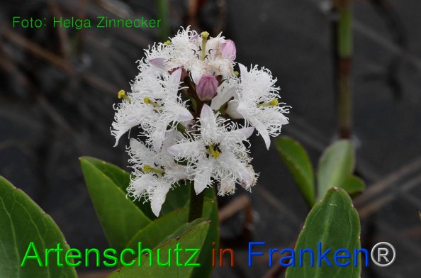 Copyright AiF - Helga Zinnecker Bild zum Eintrag (81415-160)