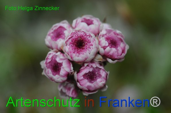 Copyright AiF - Helga Zinnecker Bild zum Eintrag (81419-160)