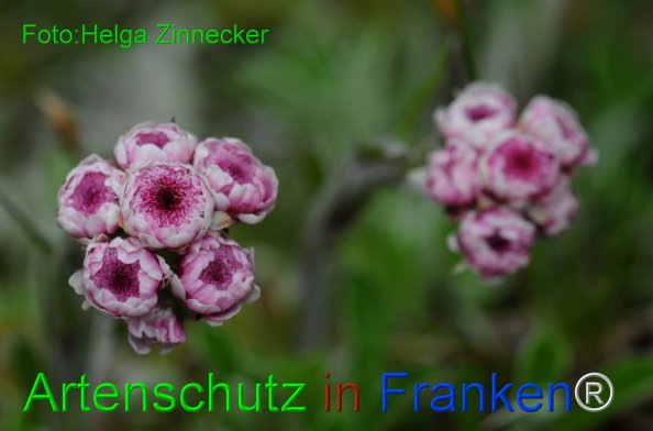 Copyright AiF - Helga Zinnecker Bild zum Eintrag (81420-160)