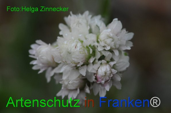 Copyright AiF - Helga Zinnecker Bild zum Eintrag (81421-160)