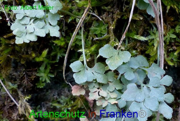 Copyright AiF - Albert Meier Bild zum Eintrag (81930-160)