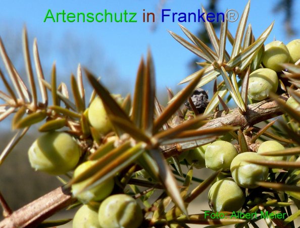 Copyright AiF - Albert Meier Bild zum Eintrag (81938-160)