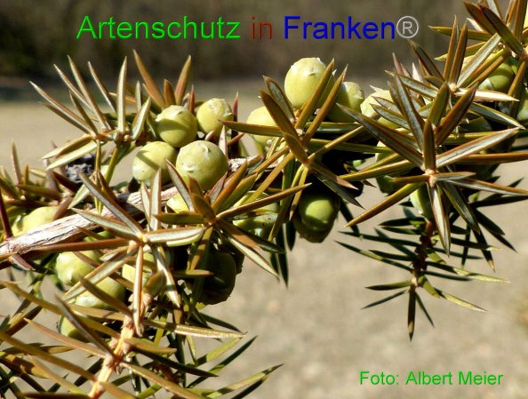 Copyright AiF - Albert Meier Bild zum Eintrag (81939-160)