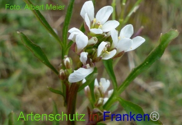 Copyright AiF - Albert Meier Bild zum Eintrag (81980-160)