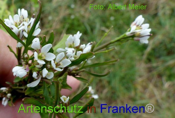 Copyright AiF - Albert Meier Bild zum Eintrag (81981-160)