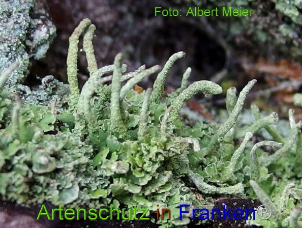 Copyright AiF - Albert Meier Bild zum Eintrag (81985-160)