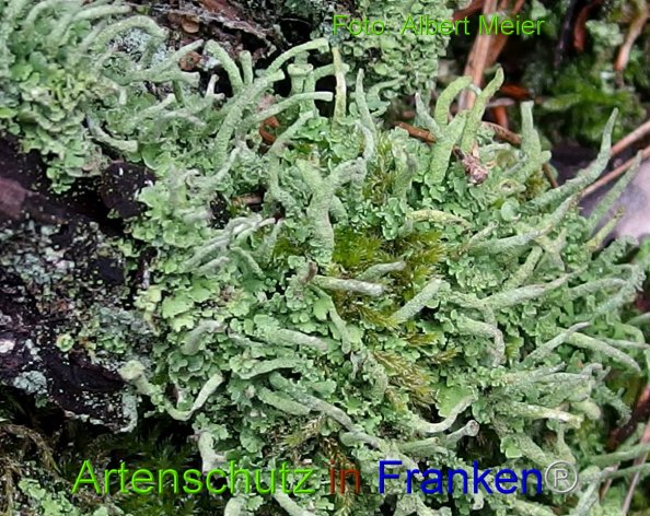 Copyright AiF - Albert Meier Bild zum Eintrag (81986-160)