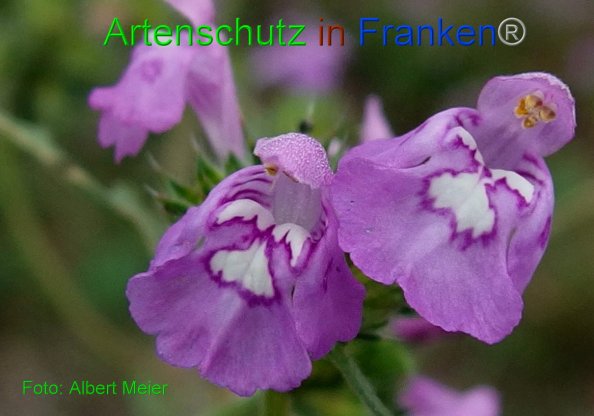 Copyright AiF - Albert Meier Bild zum Eintrag (82058-160)
