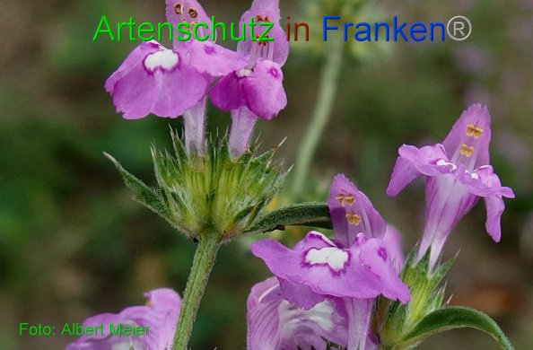 Copyright AiF - Albert Meier Bild zum Eintrag (82059-160)
