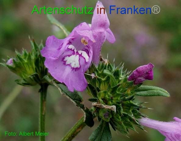 Copyright AiF - Albert Meier Bild zum Eintrag (82060-160)