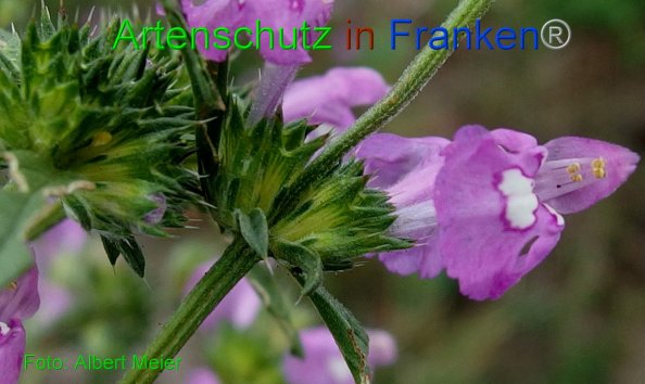 Copyright AiF - Albert Meier Bild zum Eintrag (82061-160)
