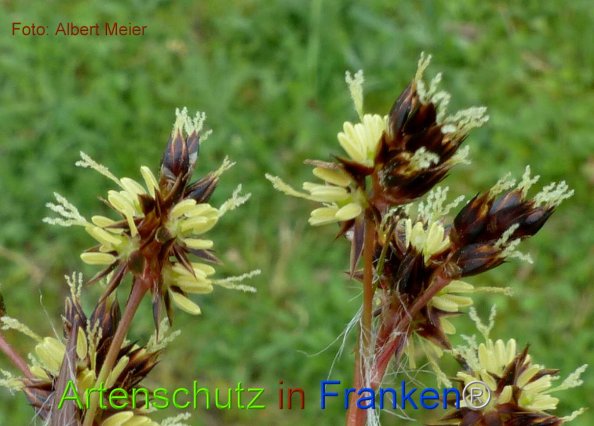 Copyright AiF - Albert Meier Bild zum Eintrag (82065-160)