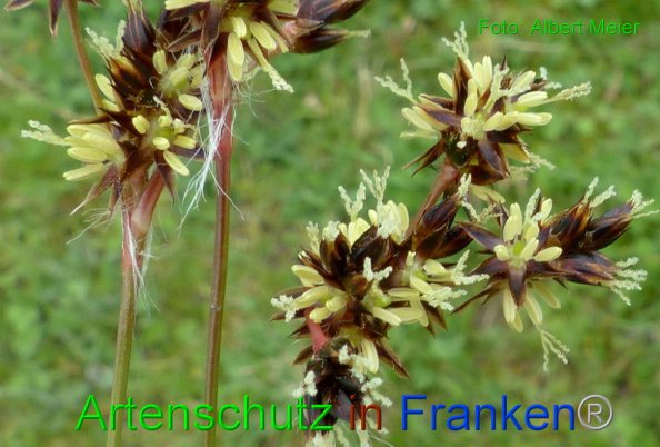 Copyright AiF - Albert Meier Bild zum Eintrag (82067-160)