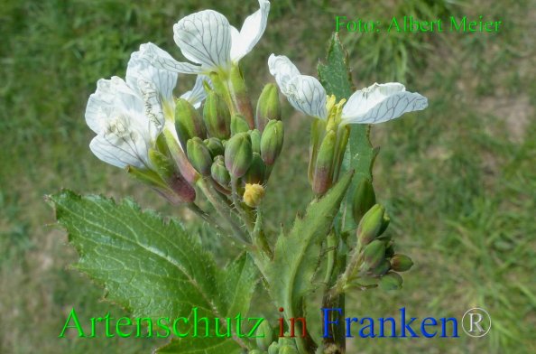 Copyright AiF - Albert Meier Bild zum Eintrag (82287-160)