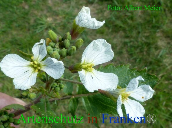 Copyright AiF - Albert Meier Bild zum Eintrag (82288-160)