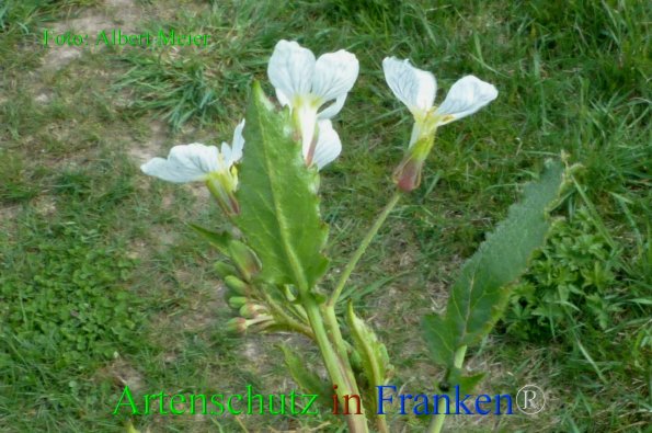 Copyright AiF - Albert Meier Bild zum Eintrag (82289-160)