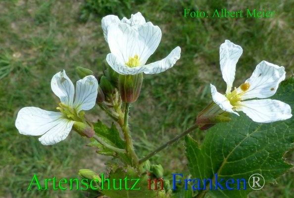 Copyright AiF - Albert Meier Bild zum Eintrag (82290-160)