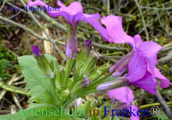 Copyright AiF - Albert Meier Bild zum Eintrag (82356-160)