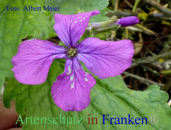Copyright AiF - Albert Meier Bild zum Eintrag (82357-160)