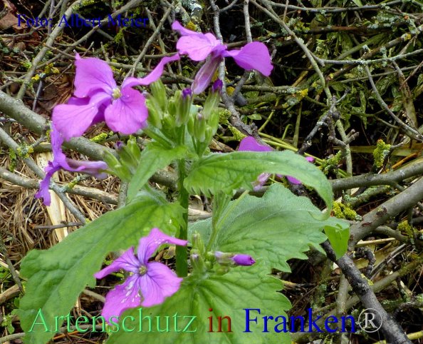 Copyright AiF - Albert Meier Bild zum Eintrag (82358-160)