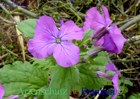 Copyright AiF - Albert Meier Bild zum Eintrag (82359-160)