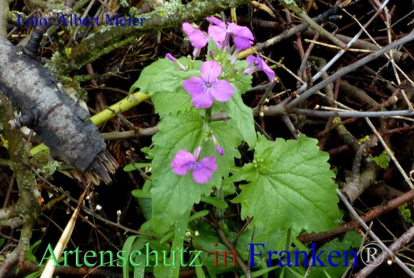 Copyright AiF - Albert Meier Bild zum Eintrag (82360-160)