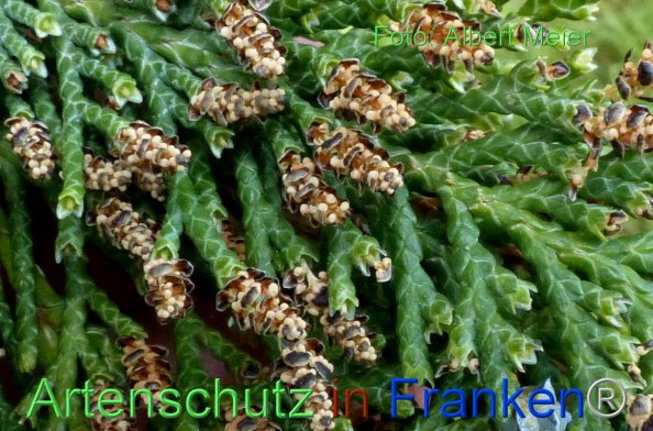Copyright AiF - Albert Meier Bild zum Eintrag (82553-160)