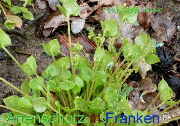 Copyright AiF - Albert Meier Bild zum Eintrag (82558-160)