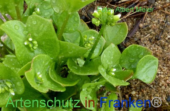Copyright AiF - Albert Meier Bild zum Eintrag (82559-160)