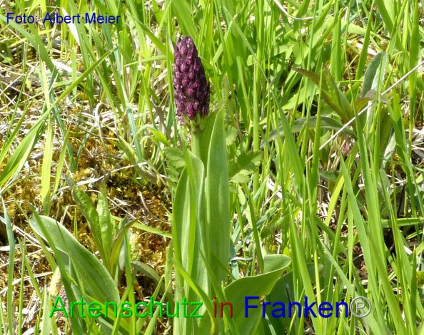 Copyright AiF - Albert Meier Bild zum Eintrag (82620-160)