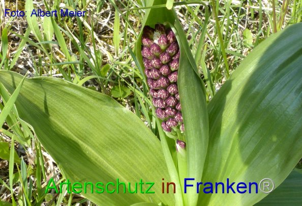 Copyright AiF - Albert Meier Bild zum Eintrag (82623-160)