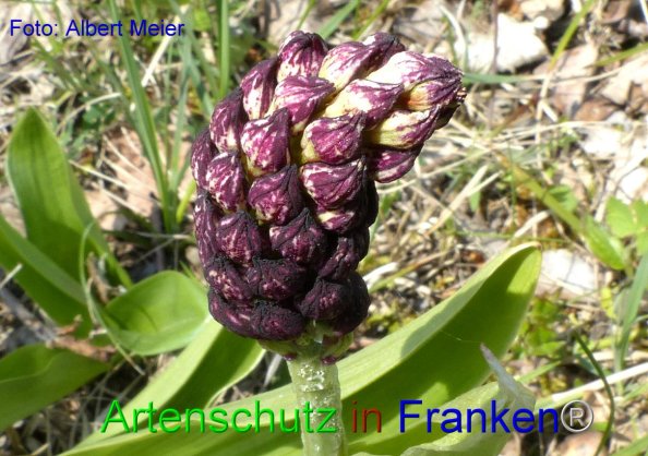 Copyright AiF - Albert Meier Bild zum Eintrag (82624-160)