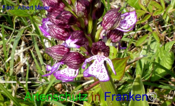 Copyright AiF - Albert Meier Bild zum Eintrag (82626-160)