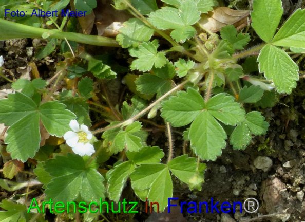 Copyright AiF - Albert Meier Bild zum Eintrag (82630-160)