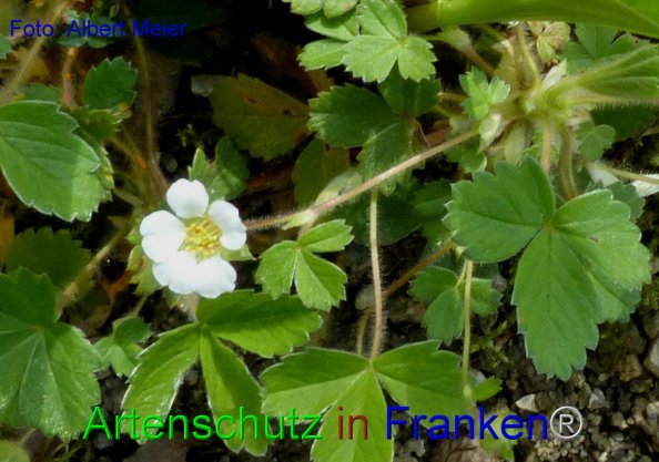 Copyright AiF - Albert Meier Bild zum Eintrag (82631-160)