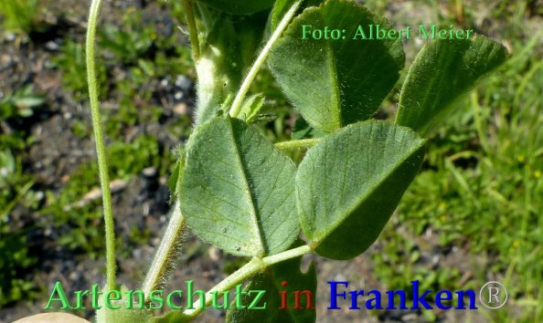 Copyright AiF - Albert Meier Bild zum Eintrag (82714-160)