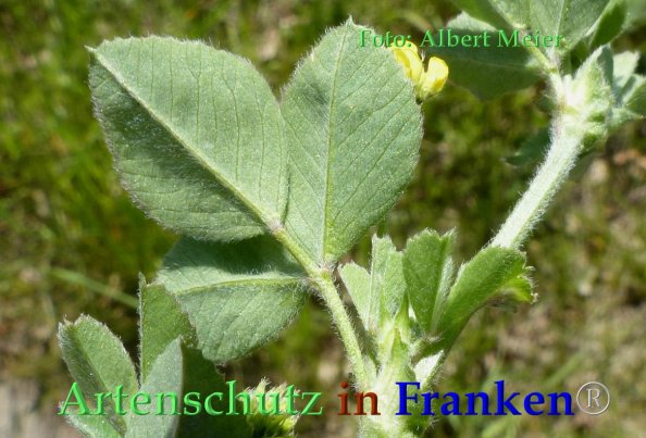 Copyright AiF - Albert Meier Bild zum Eintrag (82716-160)