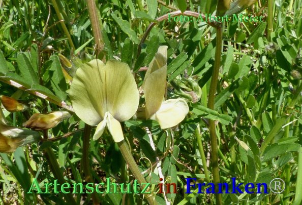 Copyright AiF - Albert Meier Bild zum Eintrag (82719-160)