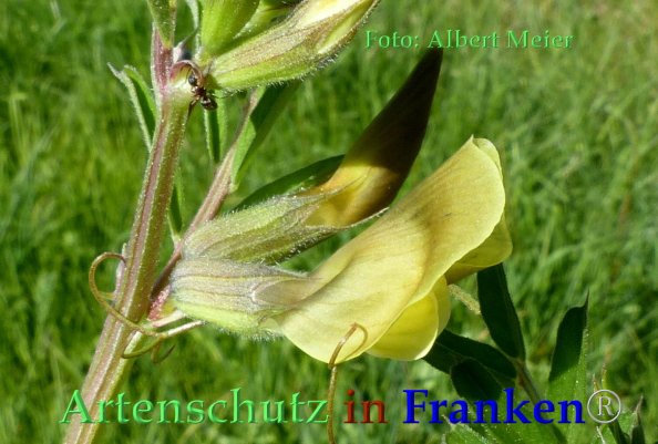 Copyright AiF - Albert Meier Bild zum Eintrag (82720-160)