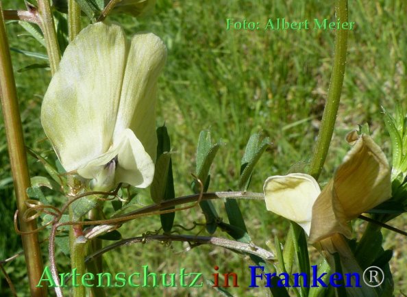Copyright AiF - Albert Meier Bild zum Eintrag (82721-160)